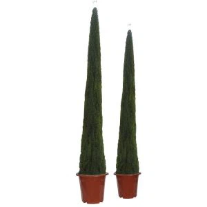 Coed Cypres Tseiniaidd Artiffisial